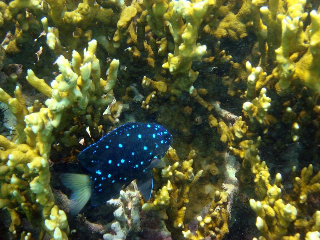 Kitnet Sabrinna Maceió Exteriör bild